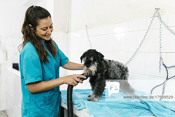 Smiling female groomer drying wet schnauzer with dryer on table in pet salon