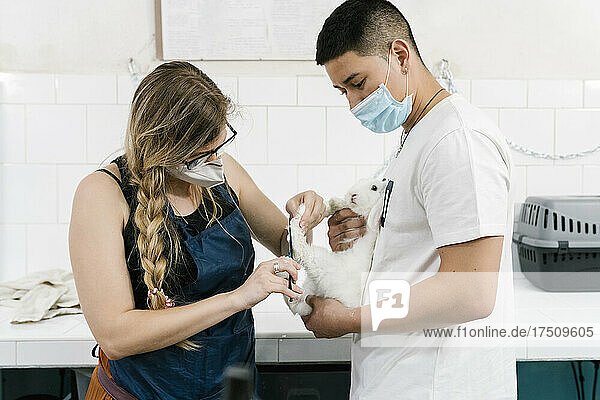 Woman cutting lop rabbit's hair held by man wearing mask in pet salon