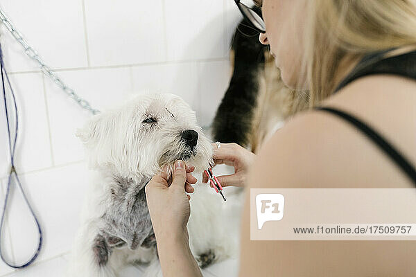 Close-up of female groomer cutting west highland white terrier's hair in pet salon