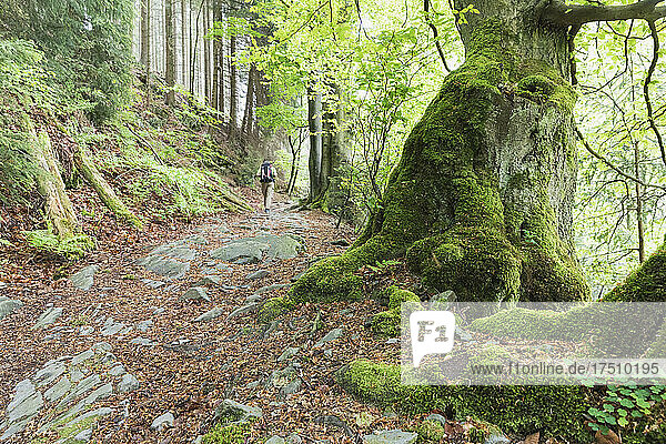 Backpacker hiking in mossy forest of High Fens - Eifel Nature Park
