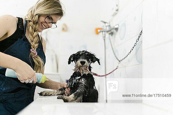 Smiling female groomer bathing schnauzer in sink at pet salon