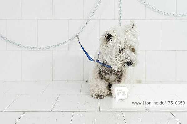 Close-up of cute west highland white terrier on table against wall in pet salon
