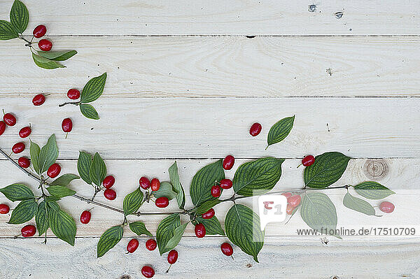 Green twig and Cornelian cherries (Cornus mas) on white wooden surface