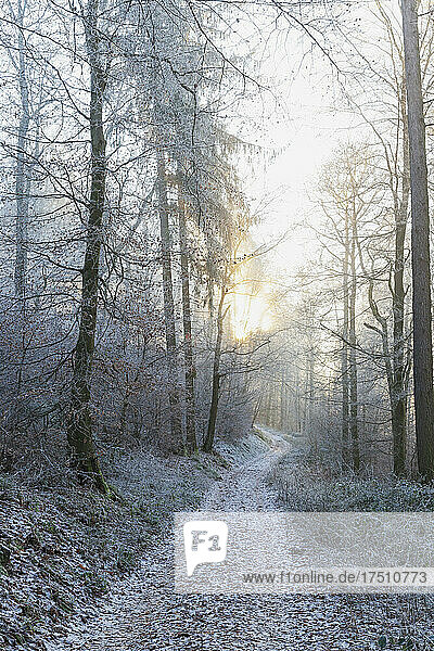 Germany  Rhineland-Palatinate  Winter sun illuminating empty trail in Palatinate Forest