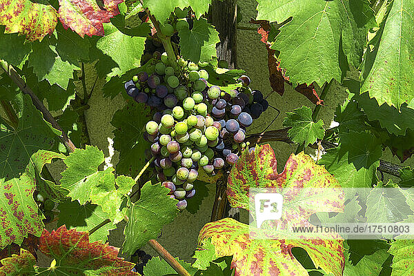 Grapes growing outdoors