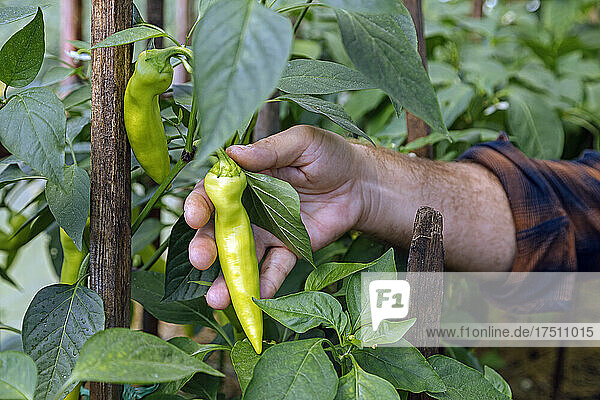Man holding fresh organic chili pepper grown in farm