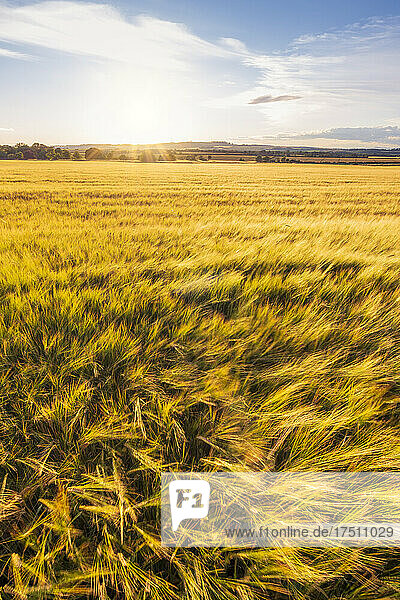 Yellow barley (Hordeum vulgare) field at summer sunset