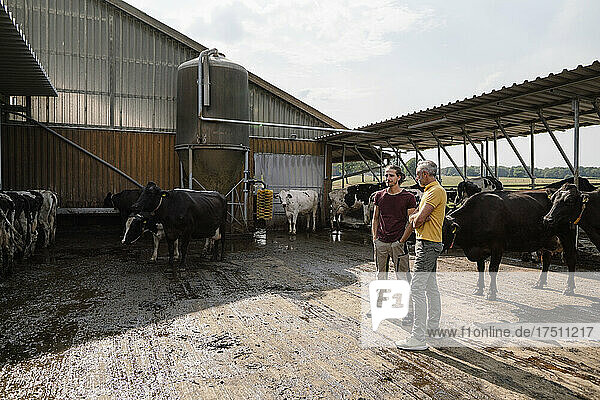 Reifer Bauer mit erwachsenem Sohn im Kuhstall auf einem Bauernhof