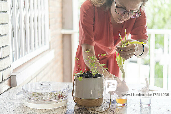 Mid adult woman planting various food on table in balcony