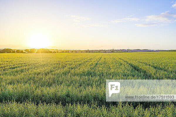 Vast green oat (Avena Sativa) field at summer sunset