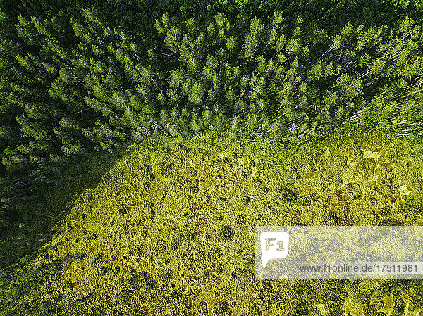 Russia  Petrozavodsk Oblast  Karelia  Forest  aerial view