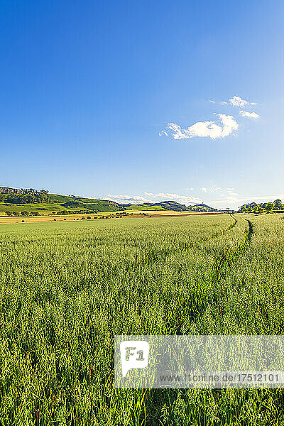 Green oat (Avena sativa) field in summer