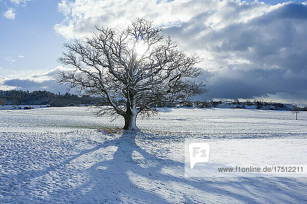 Sun shining over bare oak tree in winter