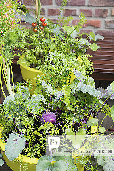 Vegetables growing in recycled plastic plant pots on balcony
