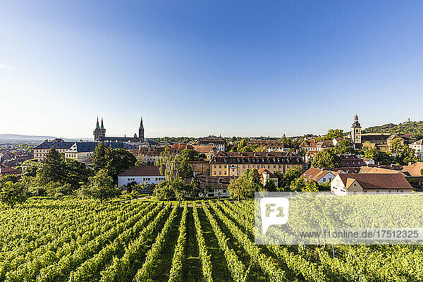 Germany  Bavaria  Bamberg  Green springtime vineyard with old town in background