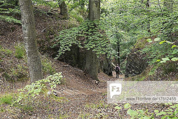 Mid distance view of senior man with walking in Thuringia forest  Germany