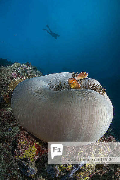Palau  Clownfishes and sea anemone