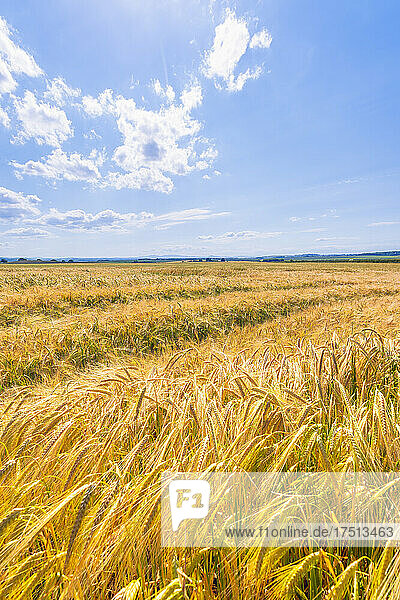 Vast yellow barley (Hordeum vulgare) field in summer