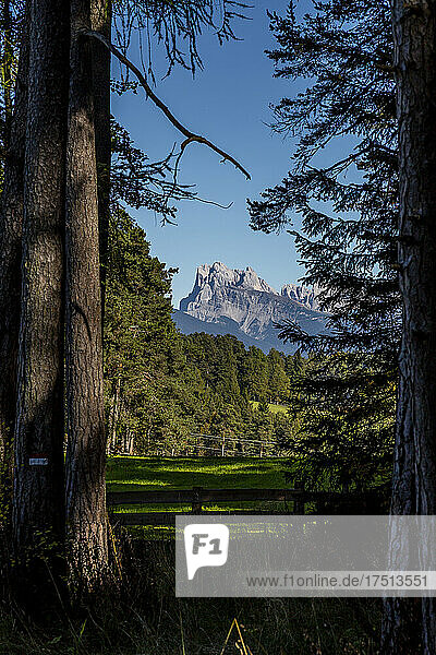 Italy  Ritten  Trees and grassy field with mountains in background