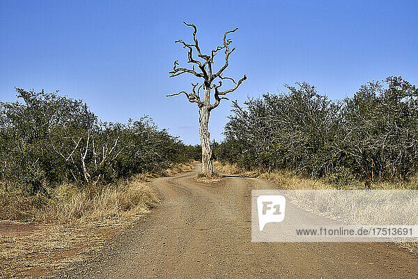 Bare tree on road against clear sky at Kruger National Park  South Africa
