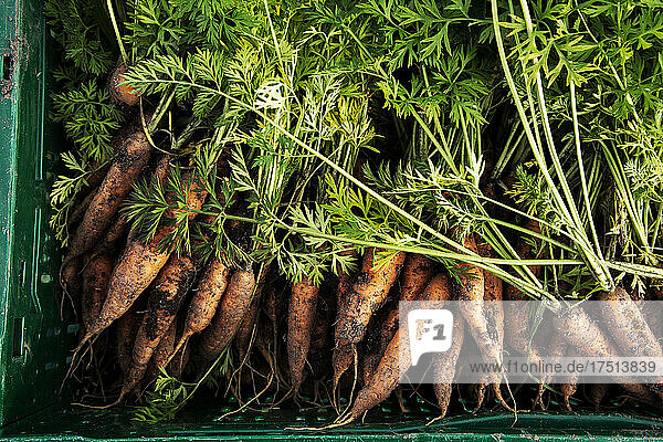 frisch geerntete Karotten mit Gruen in gruener Plastikkiste