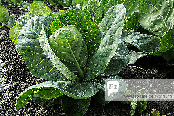 Pointed cabbage plant in the field