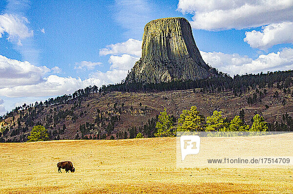 Nordamerika  USA  Wyoming  Sundance  Devil's Tower National Monument  Devil's Tower und grasende Bisons