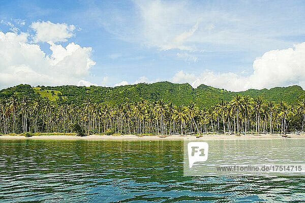Palmen am Nippah Beach auf Lombok  einer tropischen Insel in West Nusa Tenggara  Indonesien  Asien  Hintergrund mit Kopierraum