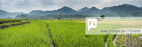 Reisfelder  Bukittinggi  West Sumatra  Indonesien  Asien