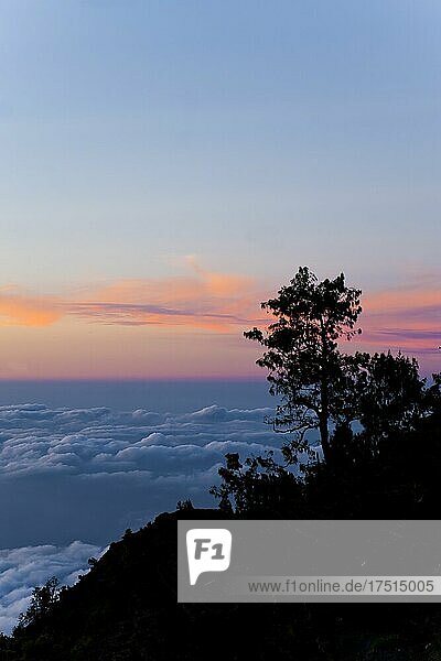 Landschaftsfoto über den Wolken von einem Baum Silhouette bei Sonnenuntergang vom Mount Rinjani  Lombok  Indonesien  Asien  Hintergrund mit Kopie Raum