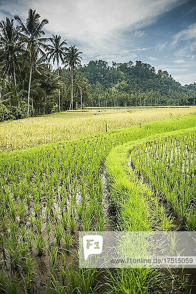 Reisfeld in der Nähe von Bukittinggi  West Sumatra  Indonesien  Asien