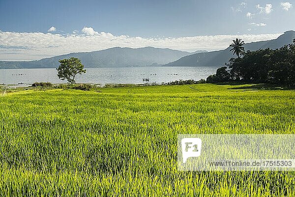 Reisfelder am Toba-See  Danau Toba  Nordsumatra  Indonesien  Asien