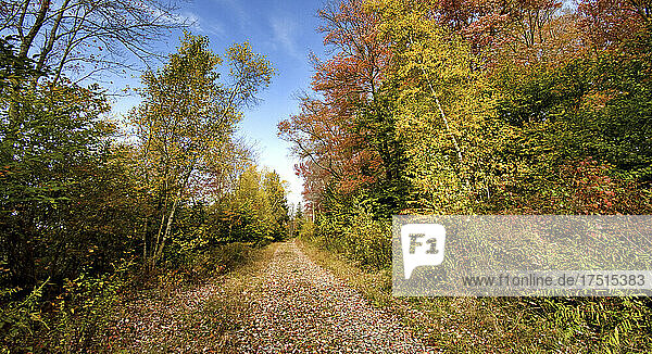 Woodland Trail  Pennsylvania  Herbst