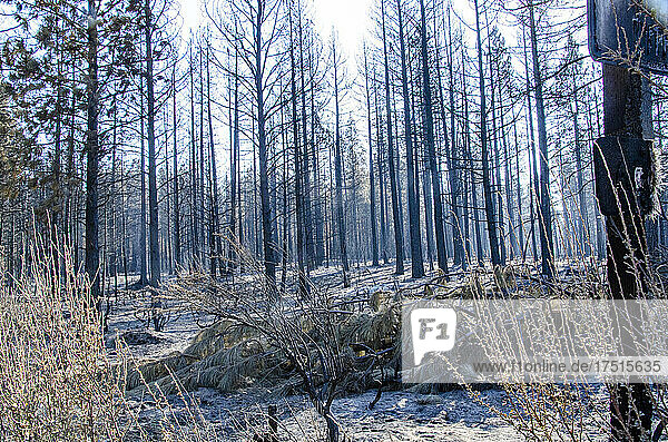 Nordamerika  USA  Oregon  State Highway 62  Skunk Forest Fire aftermath  Fort Klamuth