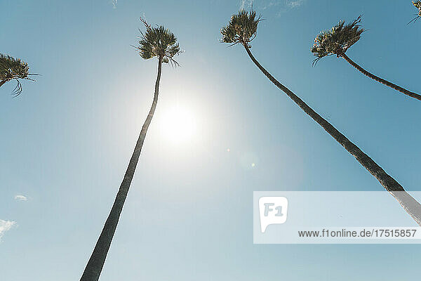 Looking up at tall palm trees in California