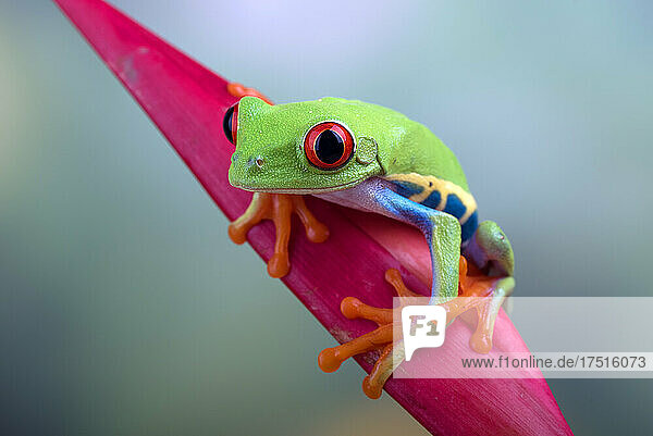 Red eyed tree frogs on leaf
