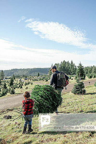Father and Son walking with Christmas Tree