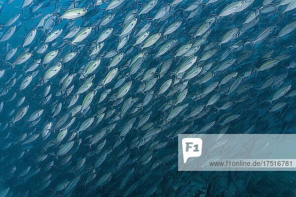 A shoal of fusilier fish at Komodo Island