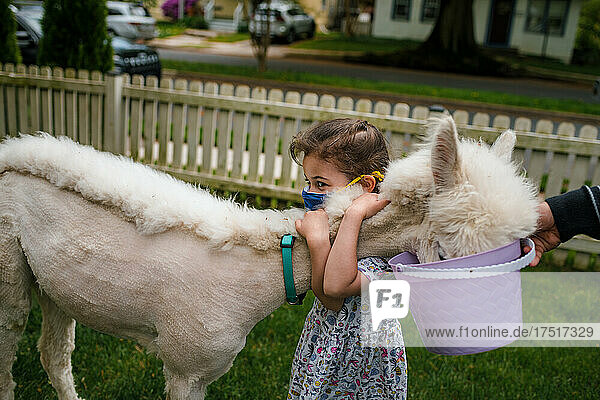 Young girl hugging alpaca in suburban yard