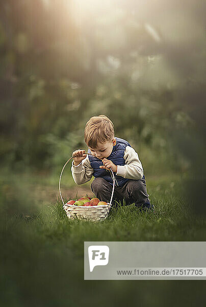 Blonde boy toddler looking inside basket full of apples outdoor