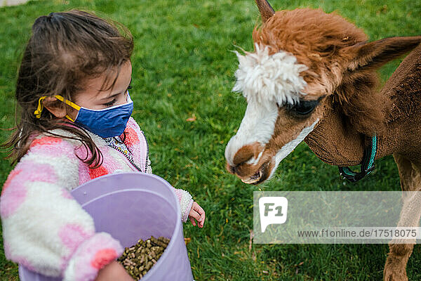 Young girl feeding alpaca from bucket