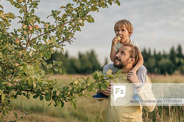 Father and son in field in village mischief bite apple from tree.