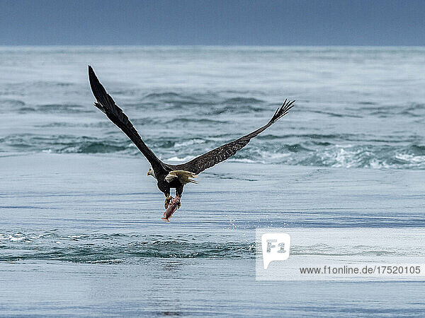 Adult bald eagle (Haliaeetus leucocephalus)  dive bombing for a fish in the Inian Islands  Southeast Alaska  United States of America  North America