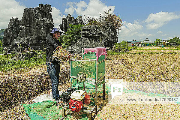 Man machine threshing rice by limestone rocks in karst area  Rammang-Rammang  Maros  South Sulawesi  Indonesia  Southeast Asia  Asia