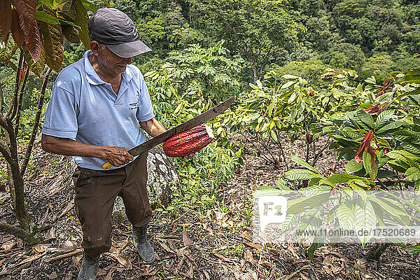 Cocoa planter breaking a pod in Intag valley  Ecuador  South America