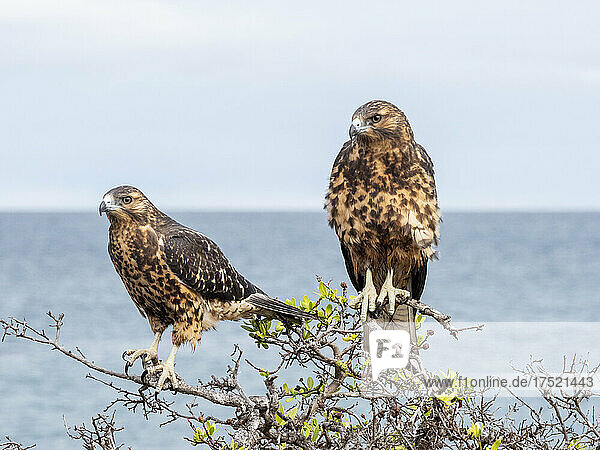 A pair of juvenile Galapagos hawks (Buteo galapagoensis)  Rabida Island  Galapagos  Ecuador  South America