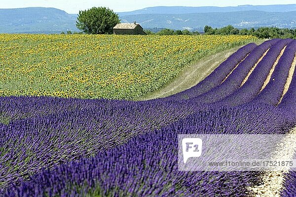 Lavendelfeld (Lavandula angustifolia)  Valensole  Département Alpes-de-Haute-Provence  Provence-Alpes-Côte d'Azur  Frankreich  Europa
