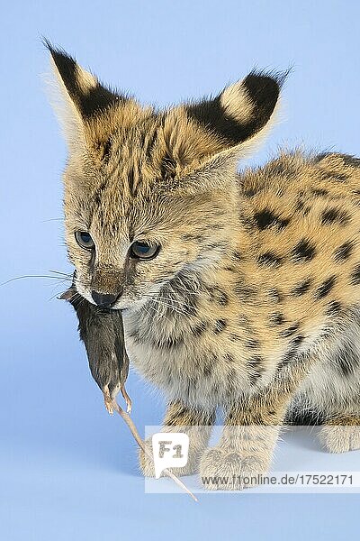 Serval (Leptailurus serval)  frisst Maus  Jungtier  17 Wochen  captive  Studioaufnahme  Österreich  Europa