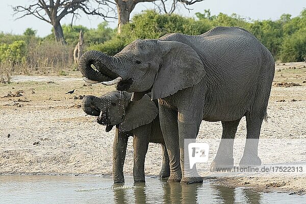 Afrikanischer Buschelefant (Loxodonta africana)  Kuh und Kalb an der Wasserstelle  Savuti  Chobe National Park  Botswana  Afrika
