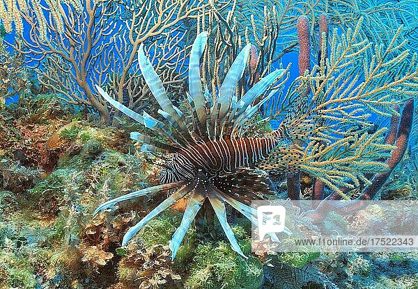 Caribbean invasive species pacific red lionfish (Pterois volitans) swims through coral reef in search of prey  Caribbean  Bahamas  Central America